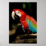 Scarlet Macaw posters