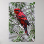 Scarlet Macaw posters