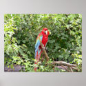 Scarlet Macaw posters
