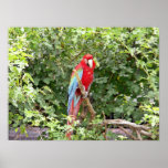 Scarlet Macaw Print