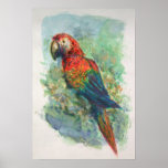 Scarlet Macaw posters