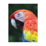 scarlet macaw pretty postcards
