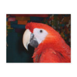 Scarlet Macaw Profile View postcards