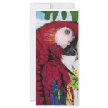 Scarlet Macaw Rack Cards