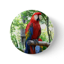 Scarlet macaw, red macaw photograp design pins