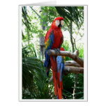 Scarlet macaw, red macaw photograp design cards