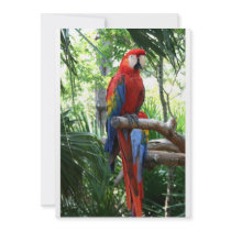 Scarlet macaw, red macaw photograp design custom invitations