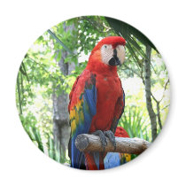 Scarlet macaw, red macaw photograp design fridge magnet