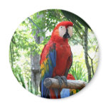 Scarlet macaw, red macaw photograp design magnets
