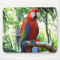 Scarlet macaw, red macaw photograp design mouse pad