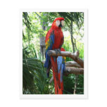 Scarlet macaw, red macaw photograp design postcards
