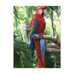 Scarlet macaw, red macaw photograp design post cards