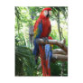 Scarlet macaw, red macaw photograp design post cards