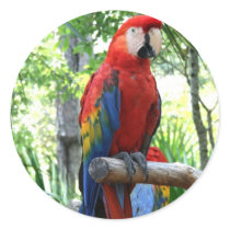 Scarlet macaw, red macaw photograp design round sticker