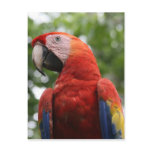 scarlet macaw red postcards