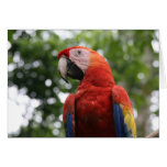 scarlet macaw roja cards