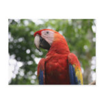 scarlet macaw rojo postcards
