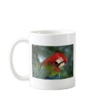 Scarlet macaw, Singapore mugs