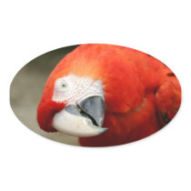 Scarlet Macaw Oval Sticker