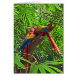 Scarlet Macaws on a Branch Painting cards