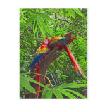 Scarlet Macaws on a Branch Painting postcards
