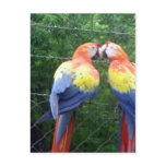 scarlet macaws postcards