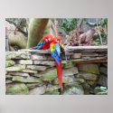 Scarlet Macaws posters