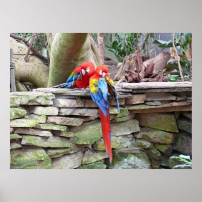 Scarlet Macaws Print by Shadowchaser