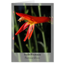 Scarlet Penstemon - Native Notecard