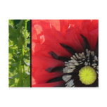 Scarlet Poppy Postcard