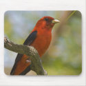 Scarlet Tangier mousepads