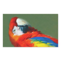 Scarlett Macaw Rectangular Stickers