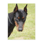 scary doberman postcard