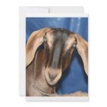 Scary eyed Nubian goat kid head picture Announcement