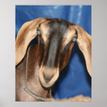 Scary eyed Nubian goat kid head picture Posters
