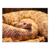 Scary Spotted Rattlesnake Photographic Print