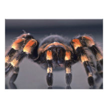 Scary Tarantula spider Personalized Invite