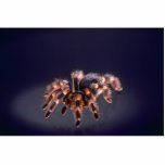 Scary Tarantula spider photo sculptures
