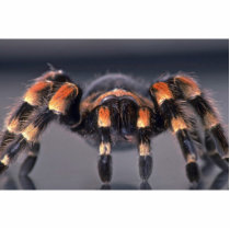 Scary Tarantula spider Photo Sculpture