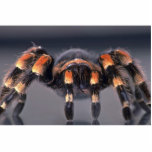 Scary Tarantula spider photo sculptures