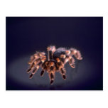 Scary Tarantula spider Post Card