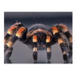 Scary Tarantula spider Post Cards