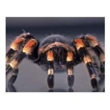 Scary Tarantula spider Post Cards