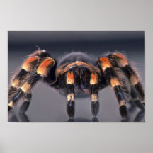 Scary Tarantula spider Posters