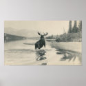 scenery with moose small poster posters