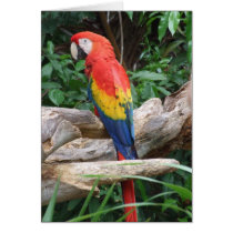 Scenic Scarlet Macaw