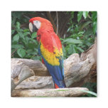 Scenic Scarlet Macaw magnets