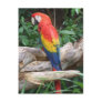 Scenic Scarlet Macaw