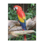 Scenic Scarlet Macaw postcards