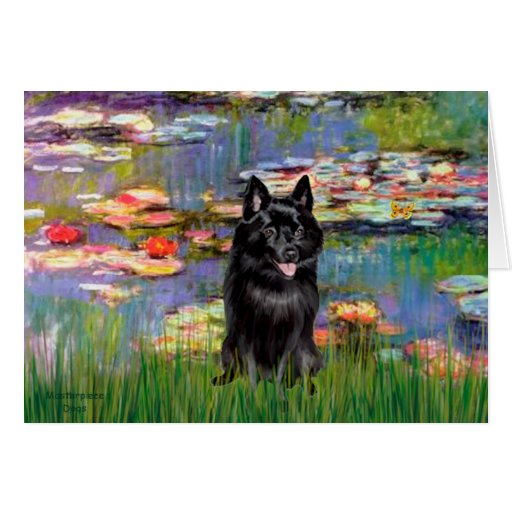 Schipperke 4 - Lilies 2 Greeting Cards